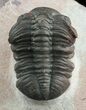 Reddish Barrandeops Trilobite #46716-3